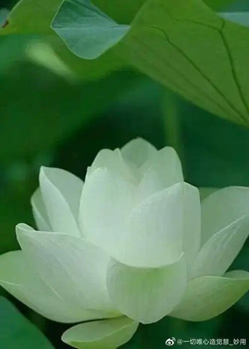 我们真的相信有极乐世界,真相信有阿弥陀佛,真正愿意往生净土,这个