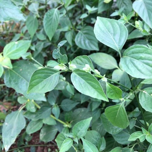 新鲜狗肝草现采猪肝菜假红蓝青蛇仔潮汕乌面草路边青中草药乌目菜