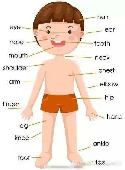 pep小学英语三年级上册单词复习