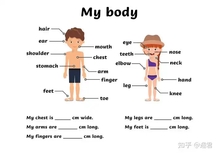 制作一张这样的图片,既可以记录数据,又可以学到身体各个部位的英语