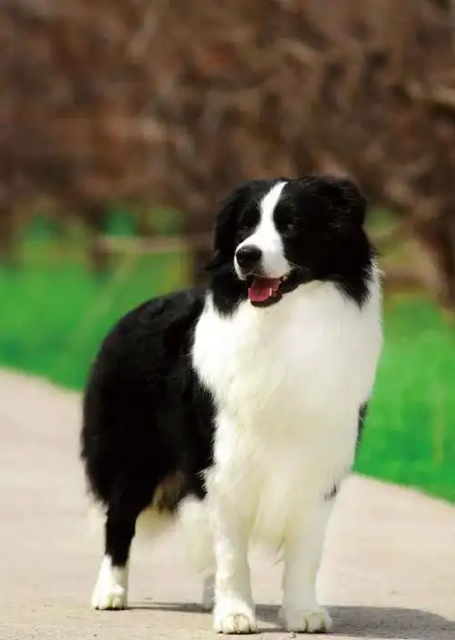 边境牧羊犬世界名犬图鉴