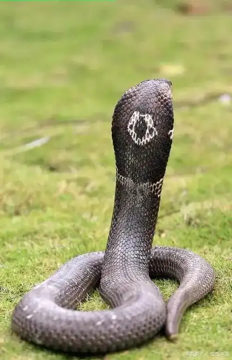 世界之最 世界上最可怕的动物 .亚洲眼镜蛇:亚洲眼镜蛇是世 - 抖音
