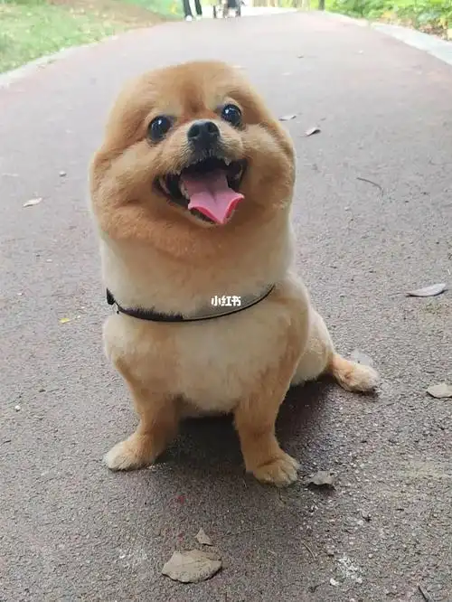 没有耳朵的狗子做一个快乐的光头