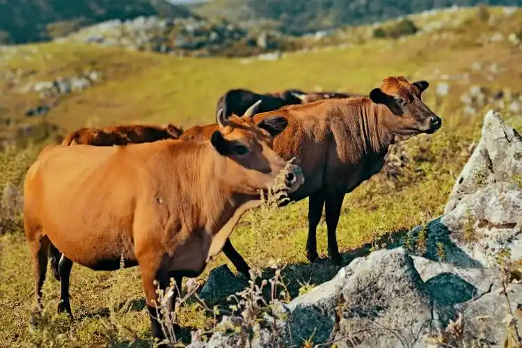秦岭山的大黄牛