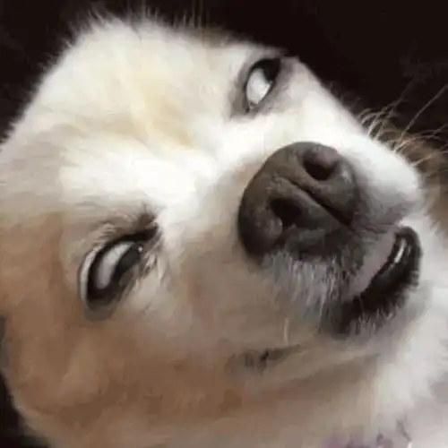 沙雕头像图片2022最火爆_搞笑头像_头像屋