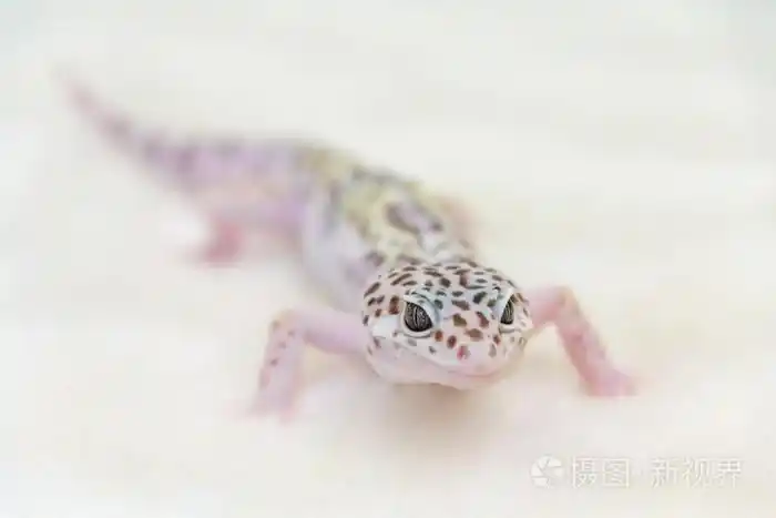 白色背景上的蜥蜴工作室