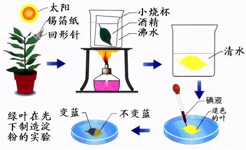 光合作用反应式 光合作用暗反应场所 - 科技田(www.kejitian.com)