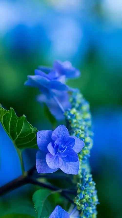 微博壁纸集-风景静物系列手机壁纸★ 【新浪微博:高清无水印iphone