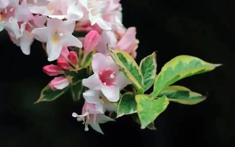 看到此花,就知何为"前程似锦"啦!