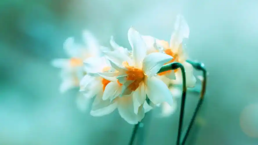 清新意境花朵微距壁纸_美丽花朵很清新