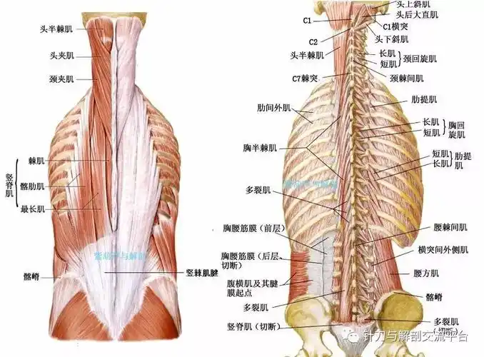 竖脊肌下段腱损伤