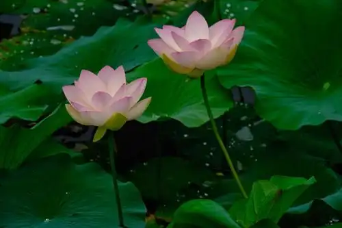 晨荷花淡雅,静心之地,我用镜头记录晨中荷花之美