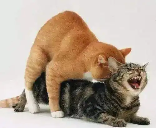 猫在啪啪啪的时候爽不爽?_网易订阅