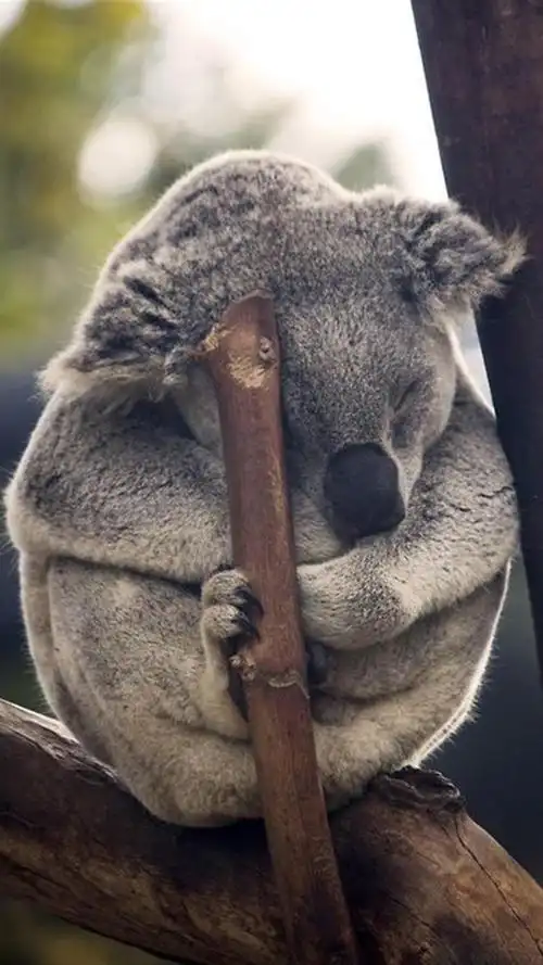 呆萌考拉 - tt98图片网