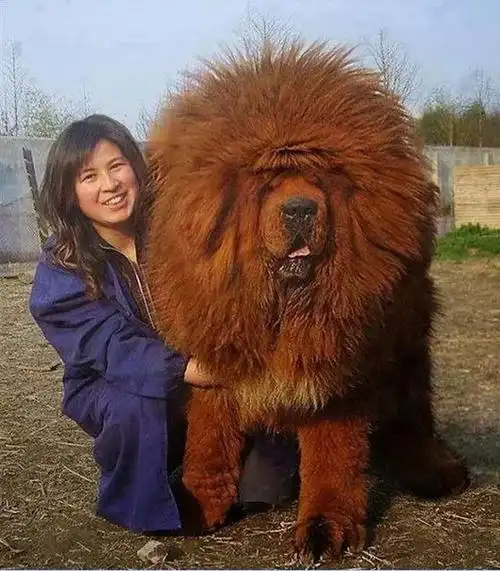 狗小型犬,中型犬,大型犬,每个饲主各有偏好,不过这种超大型的巨犬照倒