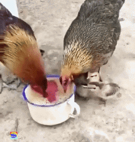 爆笑gif图:只是想洗个手,却感觉智商被挑战了!