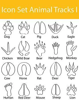 涂写,排列,象征,动物脚印,创意,使用,平面设计