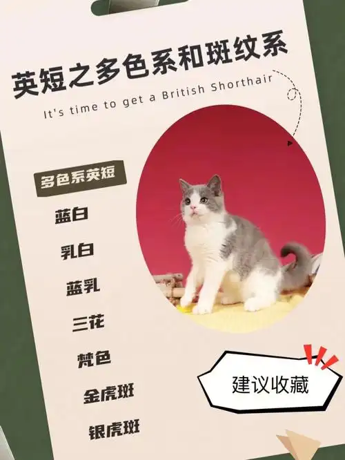 英短毛色之多色系以及三花的小92密