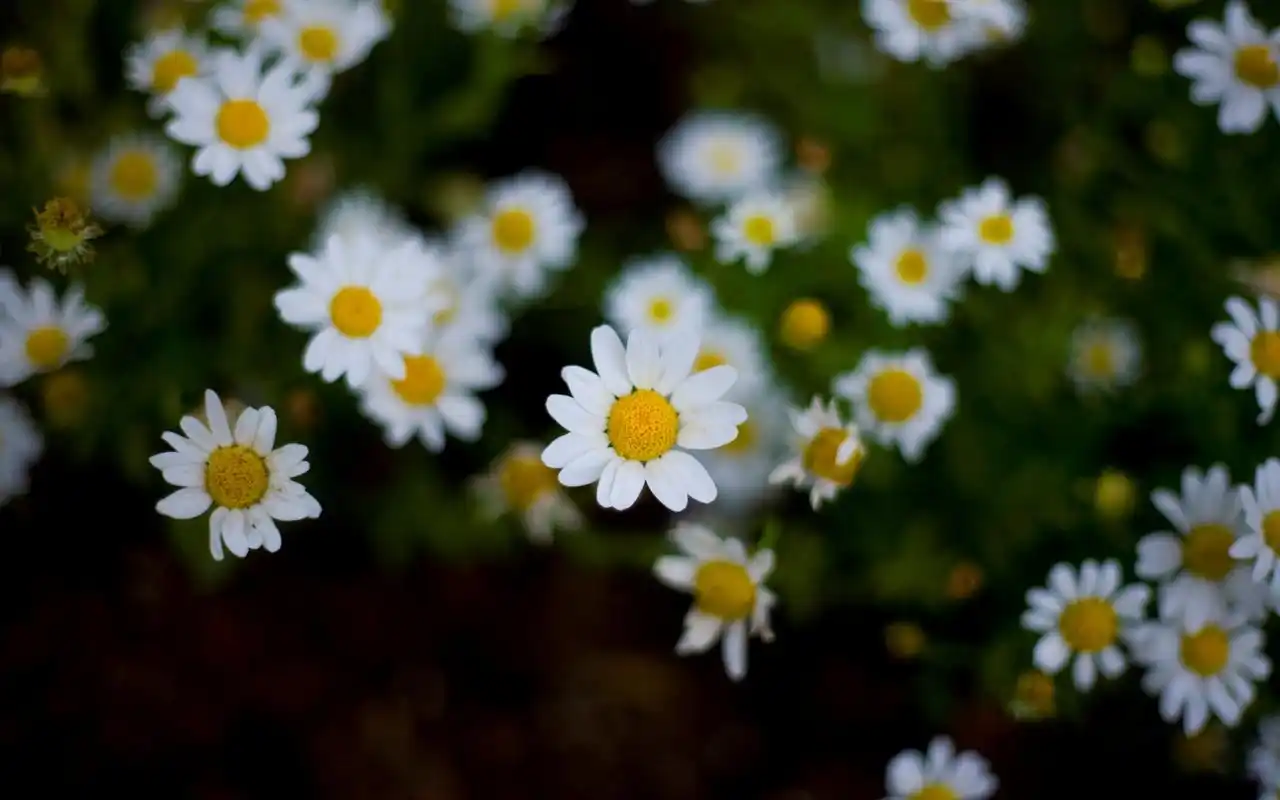 唯美意境非主流纯白小雏菊清新淡雅桌面壁纸(二)