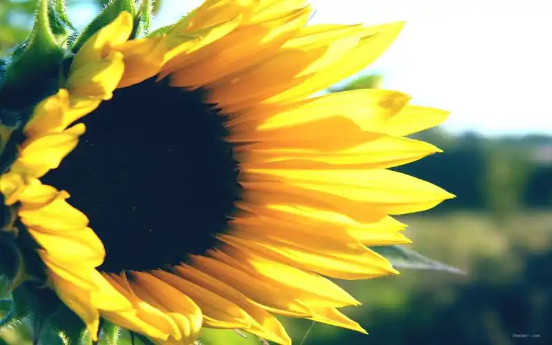 唯美意境小清新秋天向日葵高清桌面壁纸下载(二)