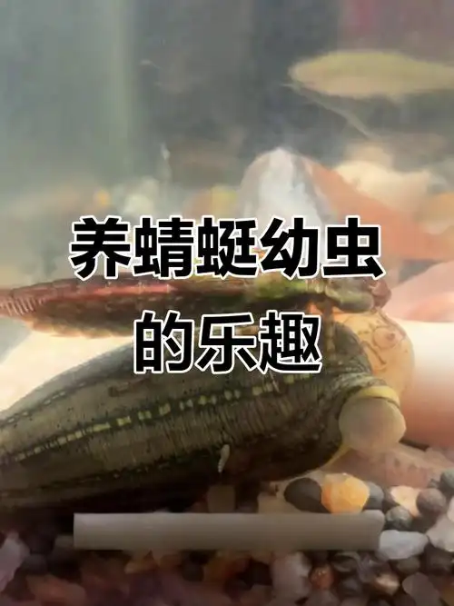 蜻蜓幼虫成长记:水菜凶猛来袭