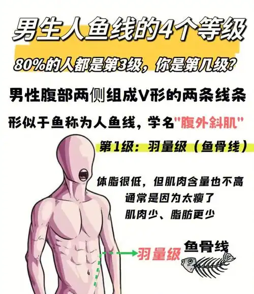 741573马甲线/人鱼线的4个等级80%都是3级.你是几级呢?