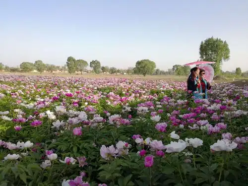 众里寻她千百度—偶遇芍药园