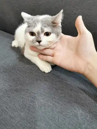 丑萌丑萌的蓝白英短求领养