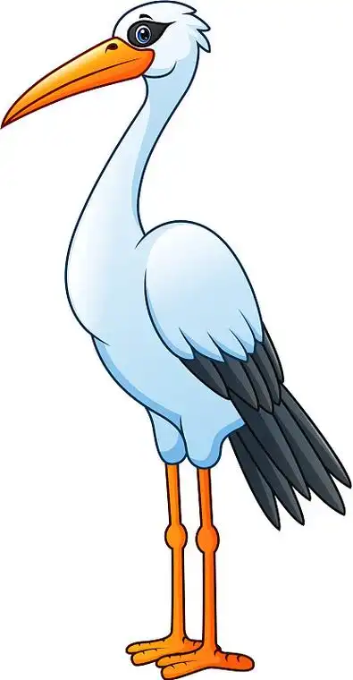 卡通白鹳孤立在白色背景图片