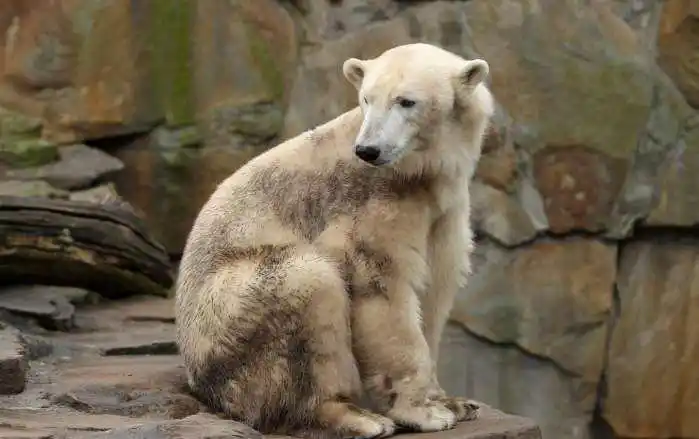 世界上最有个性的杂交动物, 除了狮虎兽你还认识哪一种!