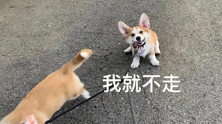 我就不走