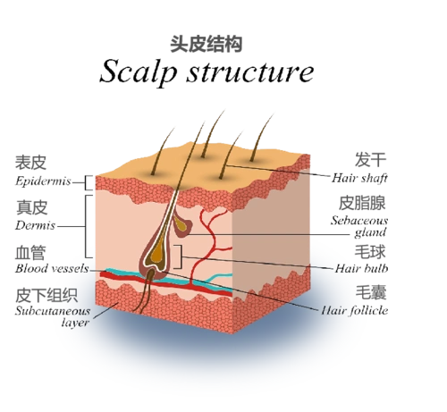 洗了那么多年头发,你洗头皮了吗?