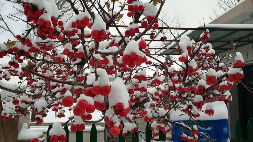 长寿果海棠——冬日里的红红火火!