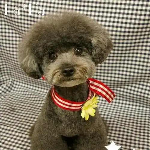 泰迪发抖的原因是什么?小编带大家来看一看