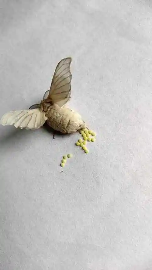 原来飞蛾是这么产卵的,第一次见,长见识了