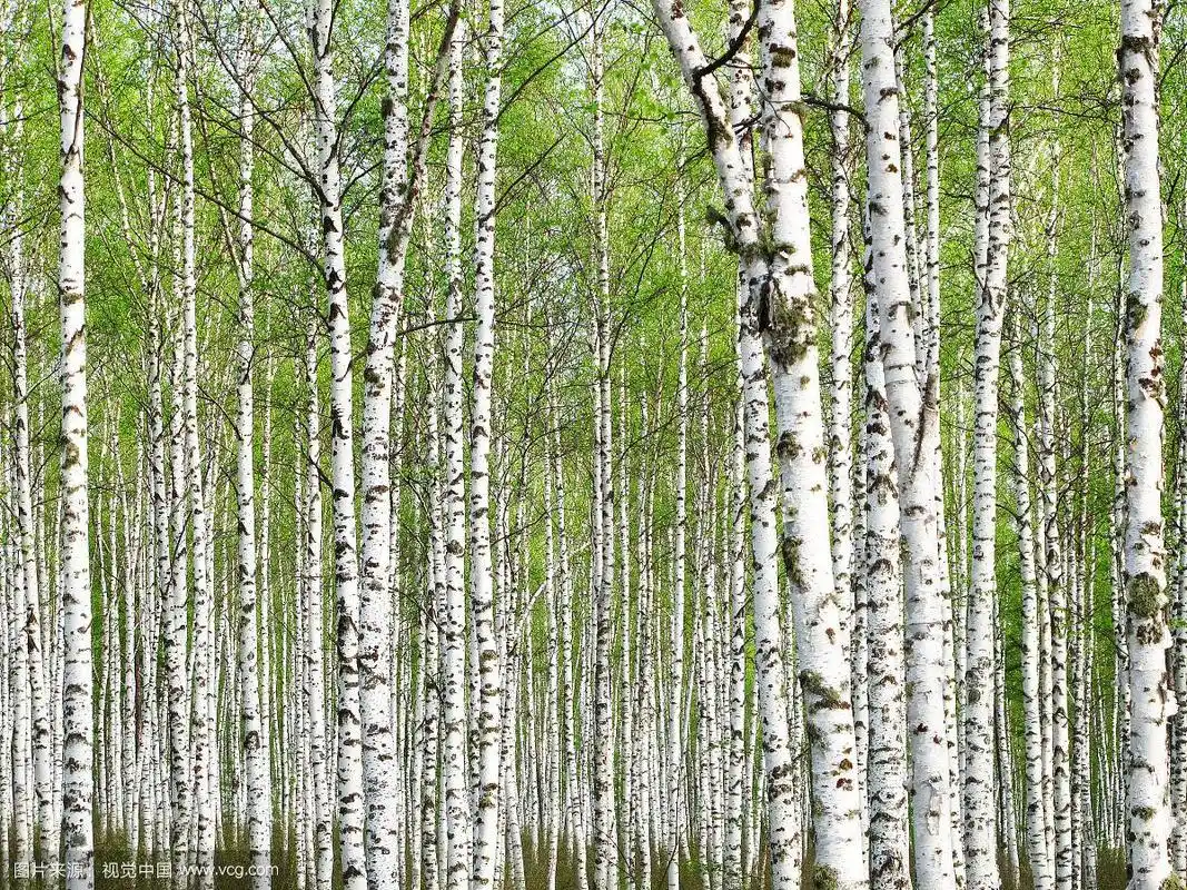 大兴安岭春季白桦林