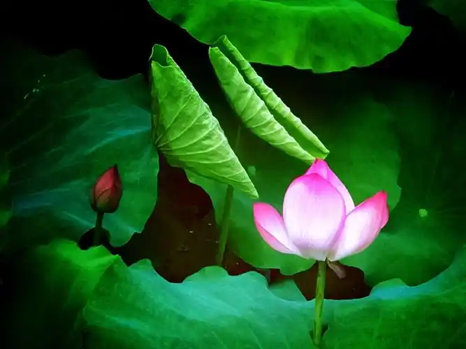 心如莲花开,一生有荷求!