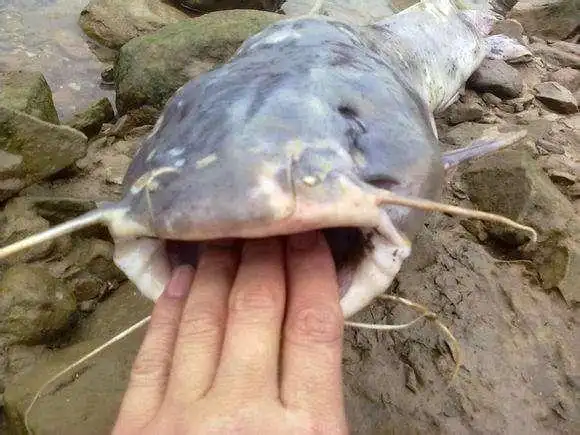 一条价值千元的西江钳鱼被誉为四大河鲜之一