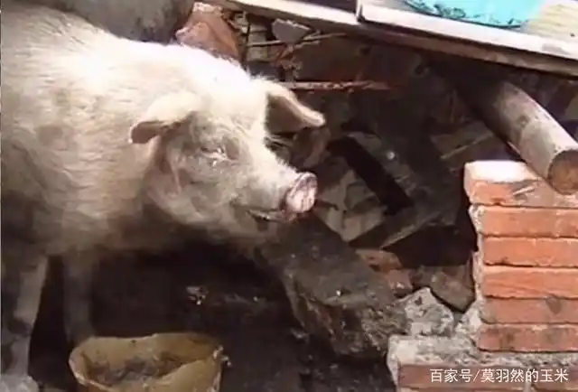 猪坚强:猪生巅峰