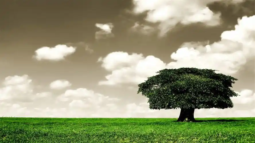 82张护眼电脑桌面壁纸,超多超全,唯美漂亮