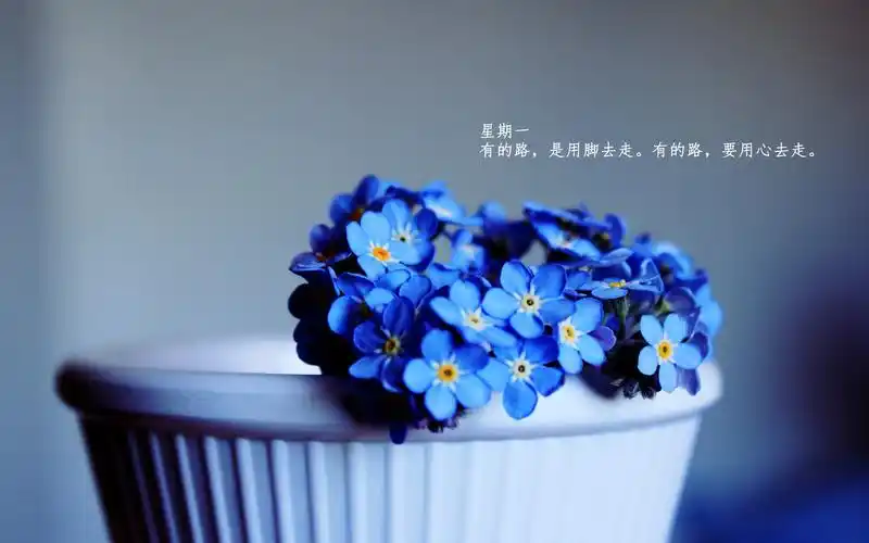 每日心语唯美治愈系文字语录绿色植物护眼壁纸高清下载