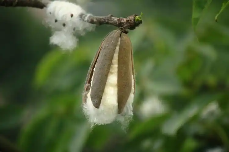 木棉花见多了,木棉的果实呢?