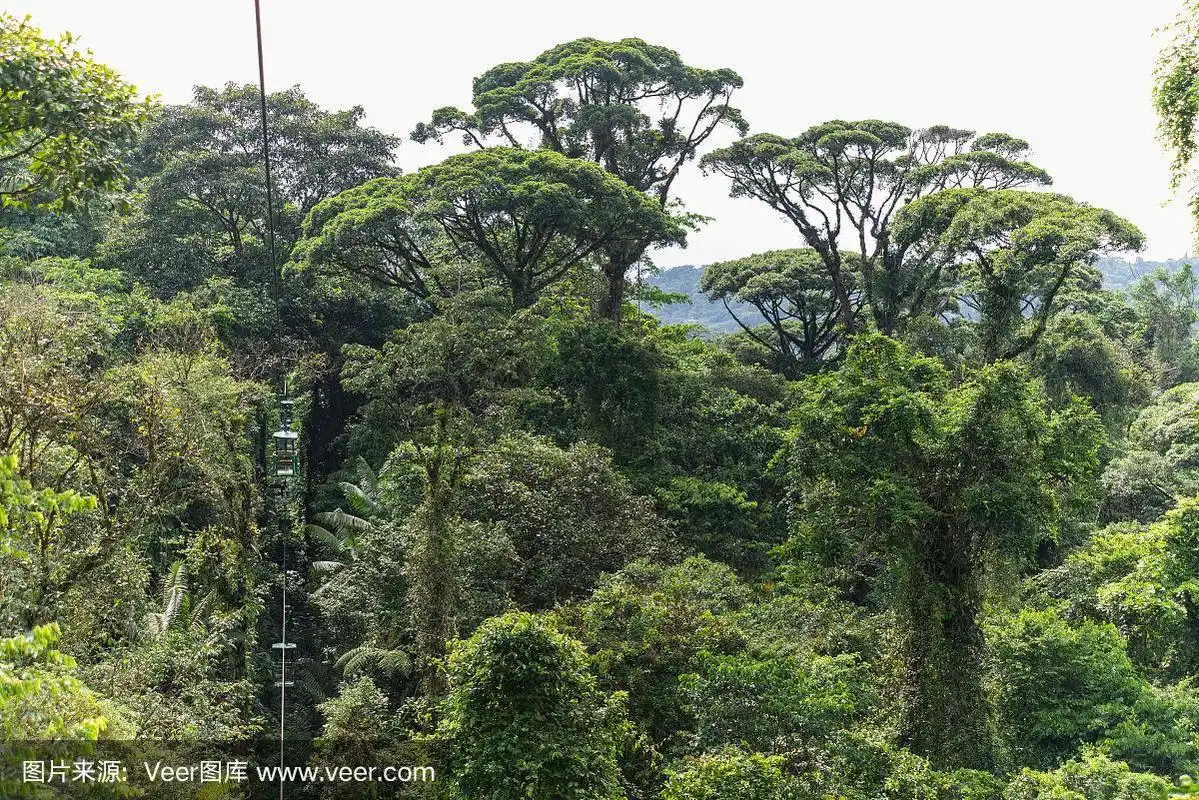 哥斯达黎加雨林
