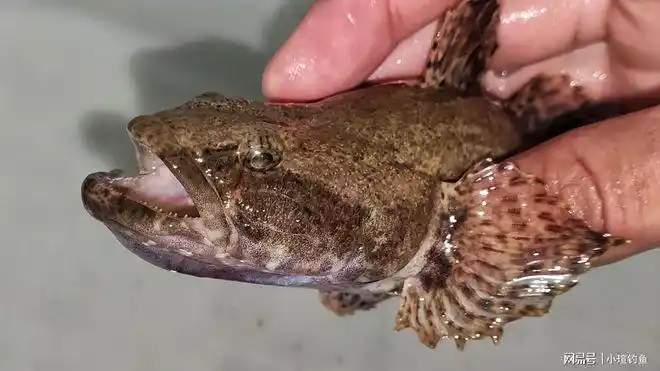 江西吉安的野河中发现罕见的沙塘鳢为何极少有人钓到它
