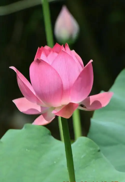 虽然没有拍到好照片,但也拍到了荷花.我真开心.