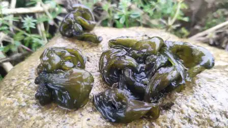 农村这种长石头上的地木耳,能卖80元一斤,一会就捡了半篮真过瘾