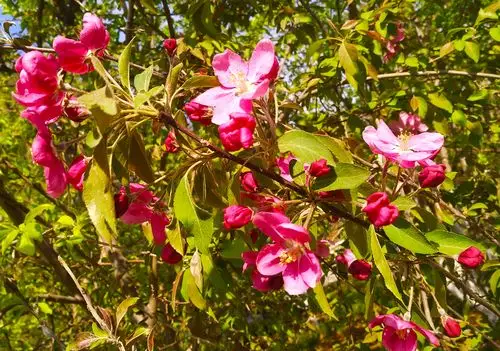 绚丽海棠花