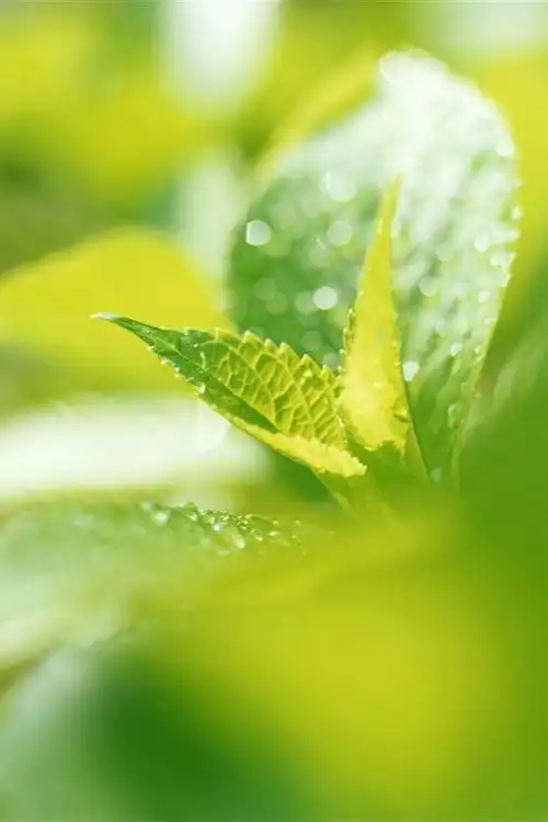 小清新护眼绿叶,高清图片,手机锁屏桌面-壁纸族