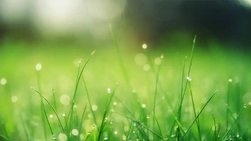 绿色草地夏天太阳护眼风景4k高清壁纸1920x1080