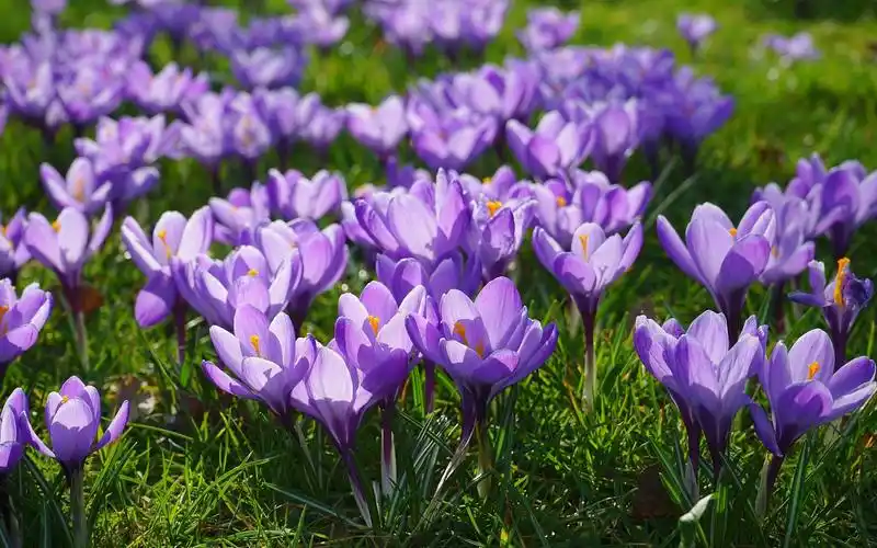壁纸 紫色的番红花盛开,春天 1920x1200 hd 高清壁纸, 图片, 照片